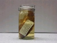 藏品(綠尾唇魚)的圖片